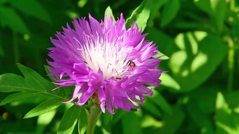 Beetle on the flower of Echinacea. Stock Footage 80344989