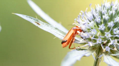 Beetle on a flower 動画素材 810443