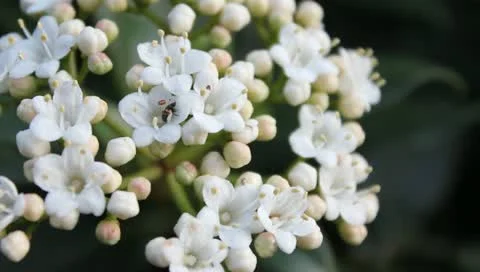 Beetle in a flower Stock Footage 11018118