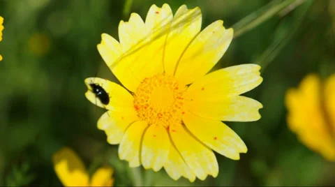 Beetle flower Stock Footage 35842166