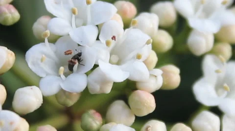 Beetle in Flower Stock Footage 46517391