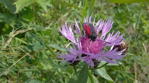Beetle on a flower Video stock 46918493