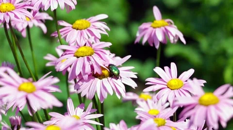 Beetle on a flower Stock Footage 51672418