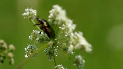 Beetle on flower Stock Footage 74167370