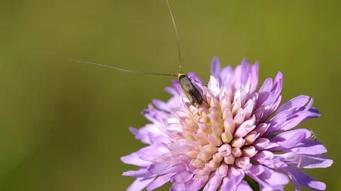 Beetle is on the flower Stock Footage 74167535