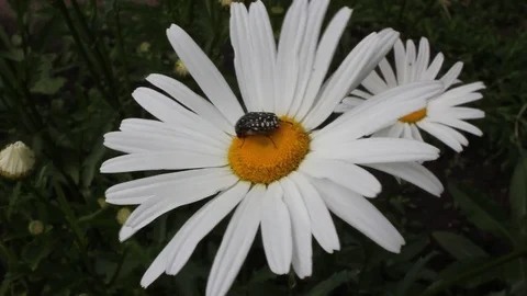 A beetle on a flower Video stock 76761461