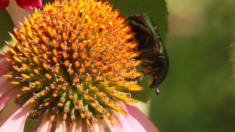Beetle on flower Video stock 81449896