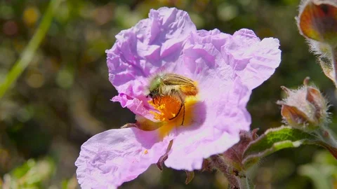 Beetle on flower Stock-Footage 106844631
