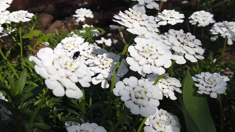 Beetle on a flower Stock Footage 107564697