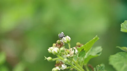 A beetle on a flower Stock Footage 163101488