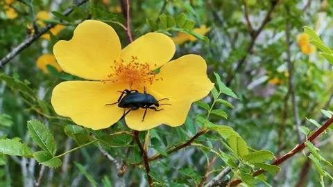 Beetle on a flower Stock Footage 196826549