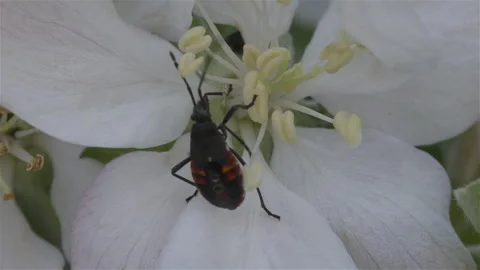 Beetle on flower Stock Footage 290177658