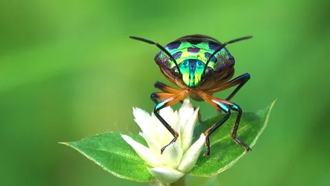 Beetle on  a flower 스톡 동영상 297554409