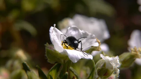 Beetle on flower jara Stock Footage 38260984