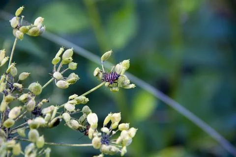 Beetle on the flower in nature. macro. selective focus Stock Photos