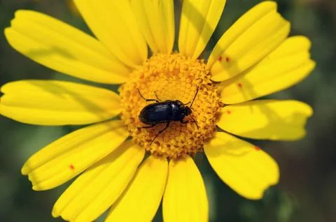 Beetle on flower Stock Photos