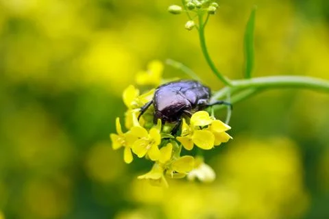 Beetle on flower Stock Photos