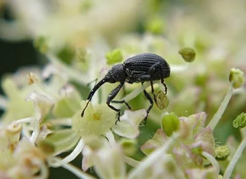 Beetle on flower Stock Photos