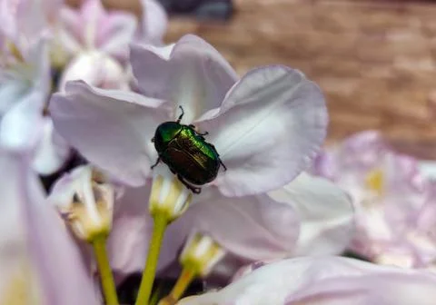 Beetle on a flower Foto stock