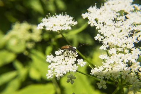 Beetle on a flower Stock Photos