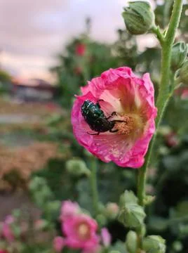 Beetle in flower Fotos Stock