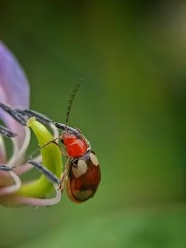 Beetle on the flower Stock Photos