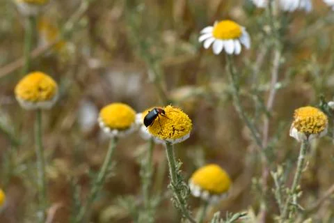 Beetle on a flower to pollen Stock Photos