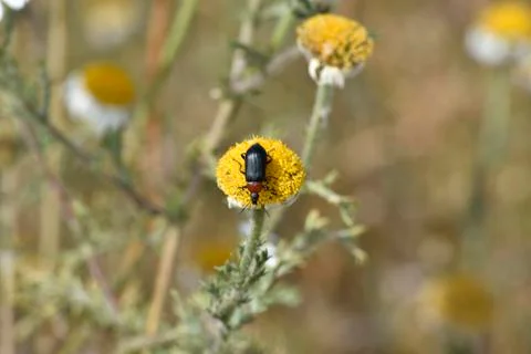 Beetle on a flower to pollen Stock Photos