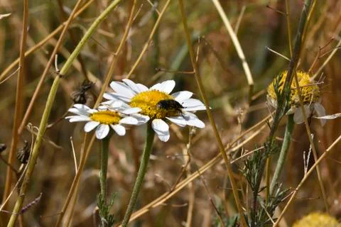 Beetle on a flower to pollen Stock Photos