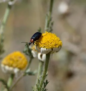Beetle on a flower to pollen Stock Photos