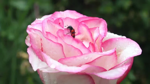 Beetle in flower rose in the rain Stock Footage 24711036