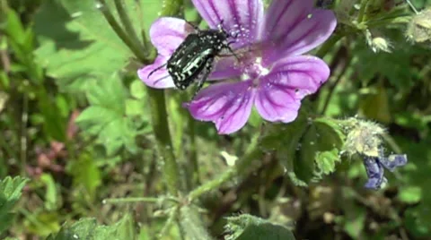 Beetle At Flower In Slow Motion Vidéo 62555006
