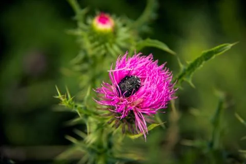 Beetle on a flower spikes Stock Photos