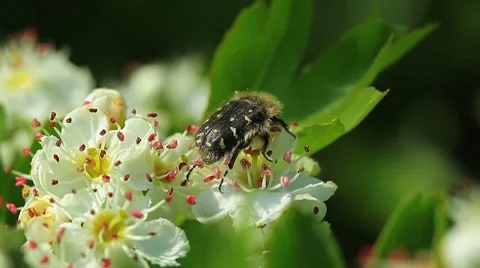 Beetle on the flowers of apple-tree Stock Footage 8646304