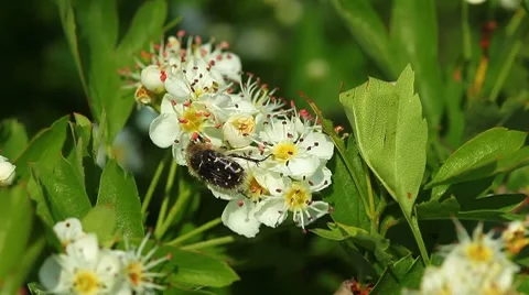 Beetle on the flowers of apple-tree Stock Footage 8646339