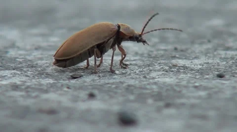 Beetle Flying Off Stock Footage 24971213