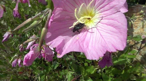 Beetle flying over a flower in slow motion Vidéo 62555063