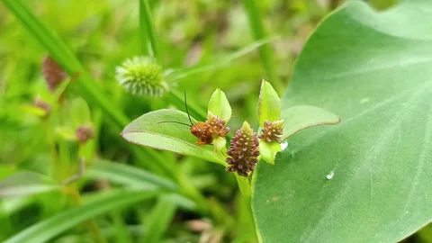 Beetle Flying from Wild Flower Macro Slow Wildlife Movement Stockbeeldmateriaal 332407857
