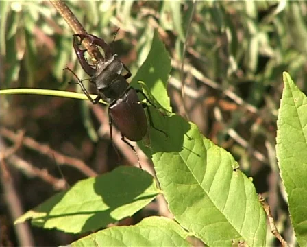 Beetle Stock Footage 460009