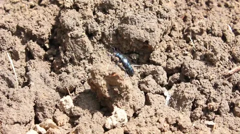 Beetle Stock Footage 5052141