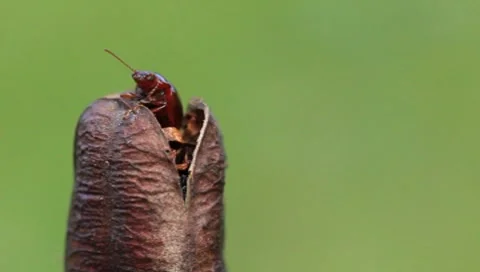 Beetle Stock Footage 8601101