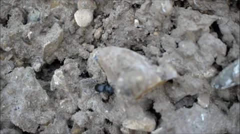 Beetle Stock Footage 9332734