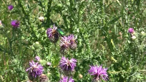 Beetle Stock Footage 11271670