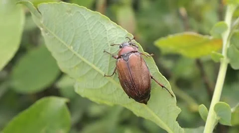 Beetle Vídeo Stock 11297046