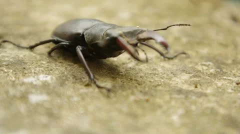 Beetle Stock Footage 11409579