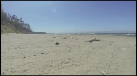 Beetle Stock Footage 23684187