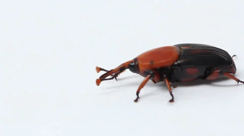 Beetle Stock Footage 25913672
