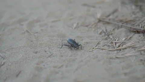 Beetle Stock Footage 75949258