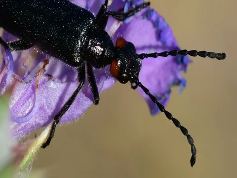Beetle Stock Footage 76248437