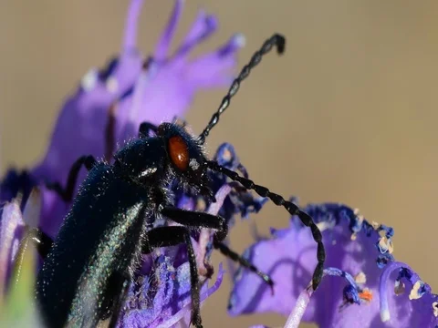 Beetle Stock Footage 76248477